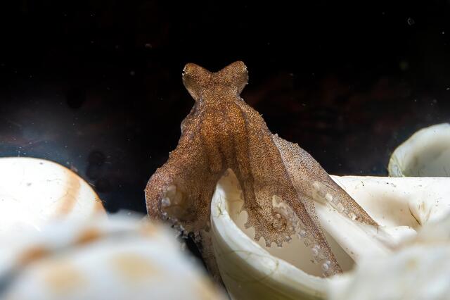 Zurzeit sind die jungen Kraken etwa zwei bis drei Zentimeter groß. | Foto: Dominik Moser