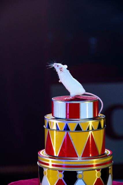 Manege frei für Augustine Mausini | Foto: Circus Dimitri