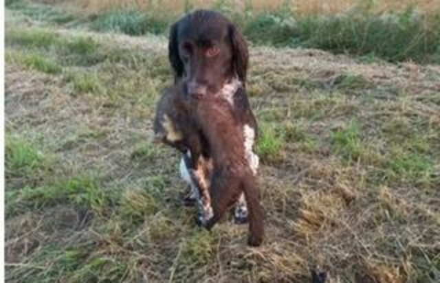 Jagdhund Chico nach erfolgreicher Marderjagd | Foto: Fotorecht Jagd Bezirk Schärding