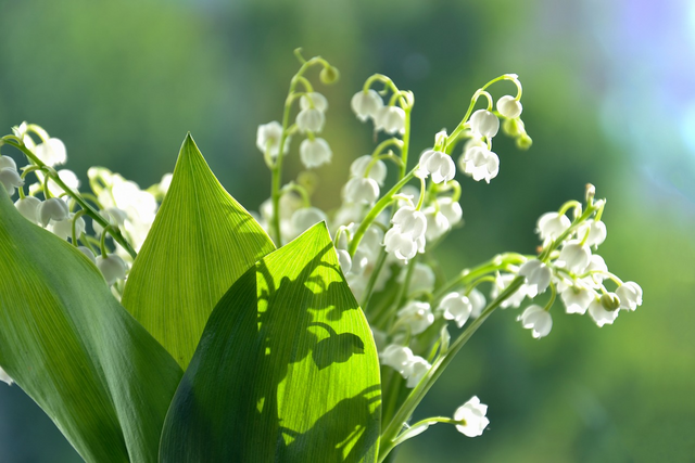 Verwechslungsgefahr beim Bärlauchpflücken besteht mit den Maiglöckchen. Es gibt aber zahlreiche Unterschiede, auf die man leicht achten kann. | Foto: Pixabay