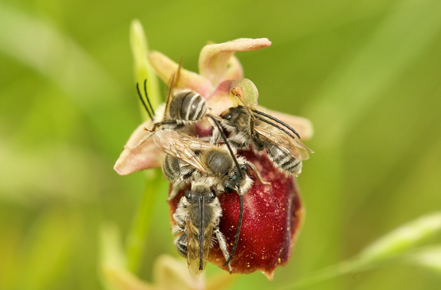 Zwei Forschende der Boku haben eine neue Bienenart entdeckt.  | Foto: Nicolas Vereecken