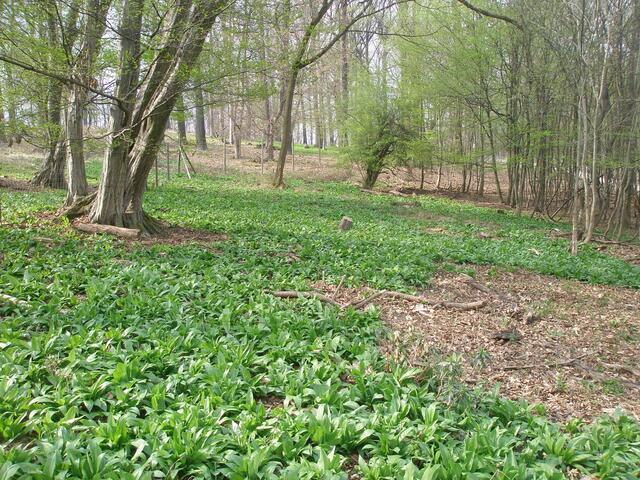 Ende März beginnt die Bärlauchzeit. Das Kraut kann man an vielen Orten in Wien selbst pflücken. Wie zum Beispiel im Lainzer Tiergarten.