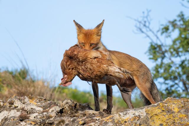 Immer wieder kommt es zu übergriffen auf die landwirtschaftlichen Nutztiere durch Beutegreifer | Foto: iStock