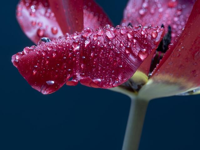 Spring | Foto: Public Domain Work