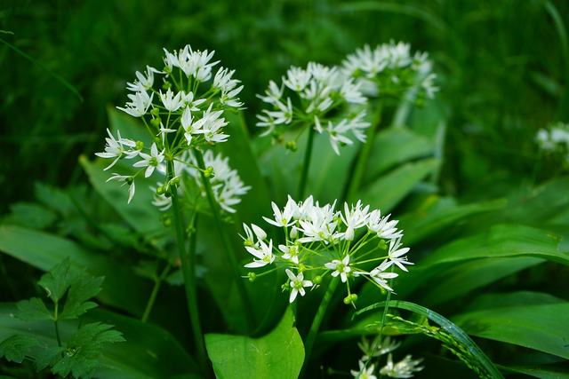 Bärlauch wird oft als Wildknoblauch bezeichnet und erfreut sich im Frühling großer Beliebtheit. | Foto: Pixabay
