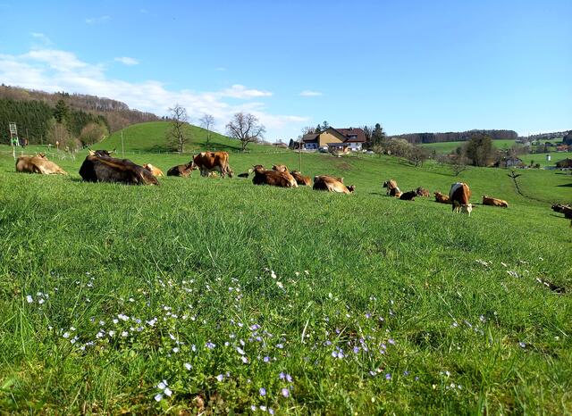Ländliche Idylle... | Foto: H.Bachinger 