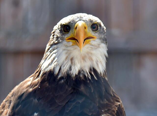 Weißkopfseeadler