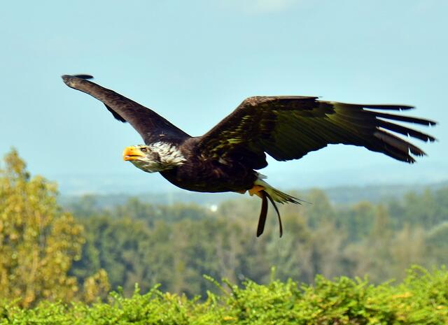 Weißkopfseeadler