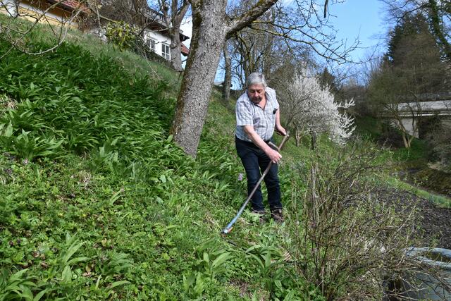 Walter Mayr aus Scheibbs hat keine Probleme wegen Lärmbelästigung in der Nachbarschaft, da er seinen Garten mit der Sense mäht. | Foto: Roland Mayr