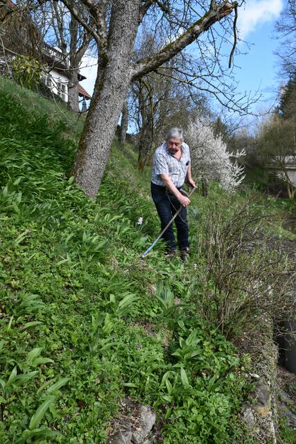 Walter Mayr aus Scheibbs hat keine Probleme wegen Lärmbelästigung in der Nachbarschaft, da er seinen Garten mit der Sense mäht. | Foto: Roland Mayr