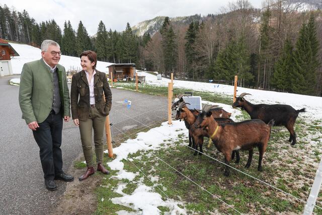 Pressegespräch "Wolfsmanagement" Land Salzburg in Fuschl im See
Im Bild: Landeshauptmann-Stellvertreterin Marlene Svazek und Landesrat Josef Schwaiger | Foto: Land Salzburg / Franz Neumayr