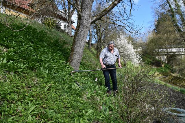 Walter Mayr aus Scheibbs hat keine Probleme wegen Lärmbelästigung in der Nachbarschaft, da er seinen Garten mit der Sense mäht. | Foto: Roland Mayr
