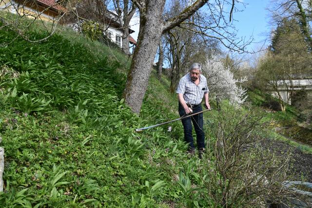 Walter Mayr aus Scheibbs hat keine Probleme wegen Lärmbelästigung in der Nachbarschaft, da er seinen Garten mit der Sense mäht. | Foto: Roland Mayr