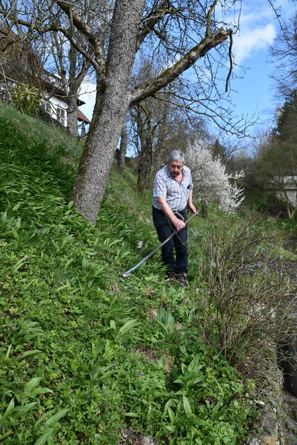 Walter Mayr aus Scheibbs hat keine Probleme wegen Lärmbelästigung in der Nachbarschaft, da er seinen Garten mit der Sense mäht. | Foto: Roland Mayr