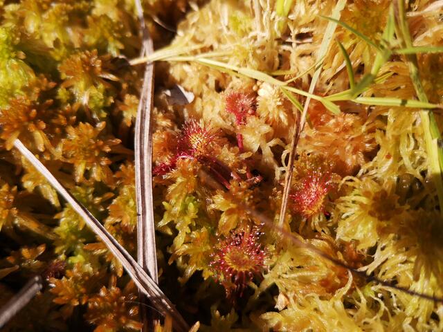 Die fleischfressende Pflanzengattung Sonnentau (Drosera) ist an extrem magere Standorte wie Moore und Heiden angepasst. | Foto: Daniela Tüchler