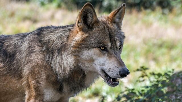 Wenn sich das Tier Menschen nähert, Hunde zu Opfern werden oder Nutztiere verletzt bzw. gerissen werden, ist ein Abschuss unausweichlich notwendig. (Symbolbild) | Foto: pixabay.com
