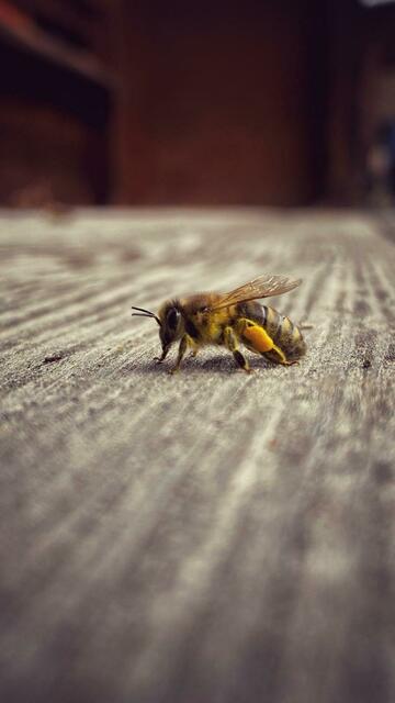 Foto: LFS/ Magdalena Resch