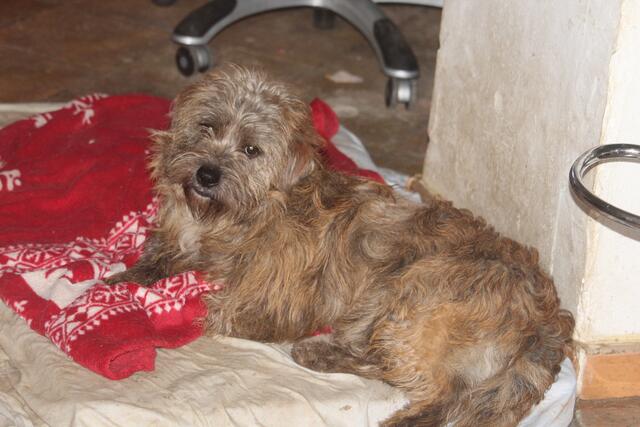 Lisa, zwei Jahre, ist eine freundliche kleine Hündin, die ein Zuhause sucht. | Foto: zVg