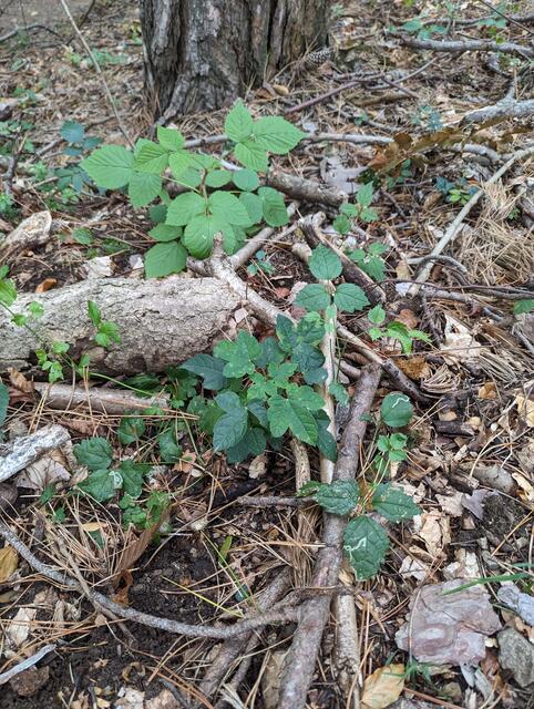 Ahorn-Sämling ein halbes Jahr nach den Pflegemaßnahmen | Foto: Wühr