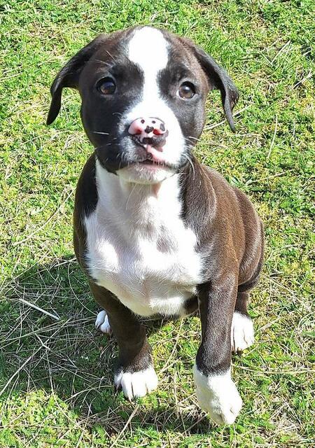 Das entzückende Hundemädchen Stella ist um die zehn Wochen alt und sucht nun einen tollen Platz. | Foto: Wienerwaldtierheim