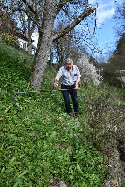 Walter Mayr aus Scheibbs hat keine Probleme wegen Lärmbelästigung in der Nachbarschaft, da er seinen Garten mit der Sense mäht. | Foto: Roland Mayr