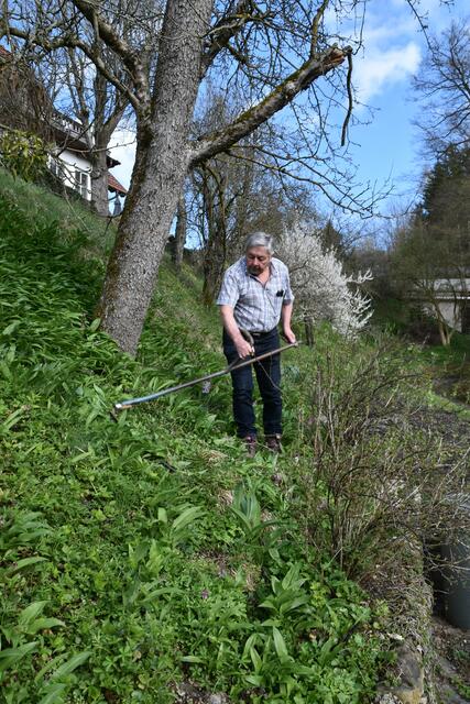 Walter Mayr aus Scheibbs hat keine Probleme wegen Lärmbelästigung in der Nachbarschaft, da er seinen Garten mit der Sense mäht. | Foto: Roland Mayr