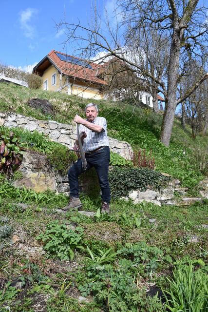 Walter Mayr aus Scheibbs hat keine Probleme wegen Lärmbelästigung in der Nachbarschaft, da er seinen Garten mit der Sense mäht. | Foto: Roland Mayr
