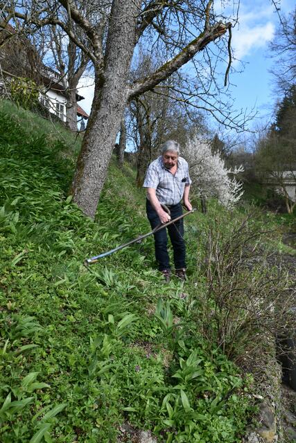 Walter Mayr aus Scheibbs hat keine Probleme wegen Lärmbelästigung in der Nachbarschaft, da er seinen Garten mit der Sense mäht. | Foto: Roland Mayr