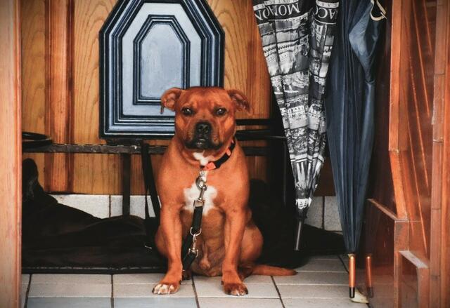 Jeder Hund repräsentiert seinen eigenen Charakter;
Genau deshalb zählen die Fellnasen zu unseren Lieblingen  | Foto: Karmen Erhart