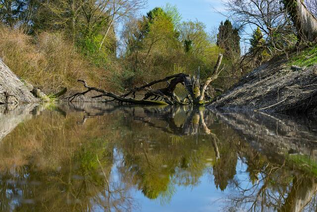 Um den Lebensraum für die Tiere langfristig zu sichern, wurde das Gewässer bei Orth an der Donau baulich vertieft.  | Foto: Daniel Zupanc/Tiergarten Schönbrunn