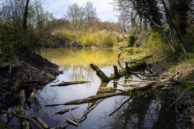 Im Gewässer rund um die Schlossinsel leben neben den Sumpfschildkröten auch Insekten, Amphibien und Fische.  | Foto: Daniel Zupanc/Tiergarten Schönbrunn