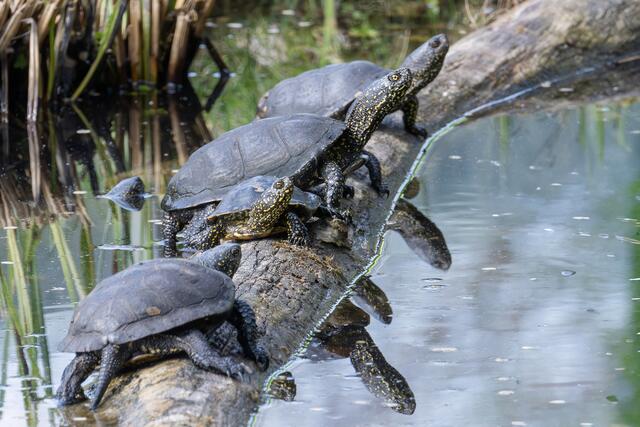 Wieder zu Hause im Nationalpark Donau-Auen sind 38 Sumpfschildkröten. Sie hatten im Tiergarten Schönbrunn überwintert.  | Foto: Daniel Zupanc/Tiergarten Schönbrunn