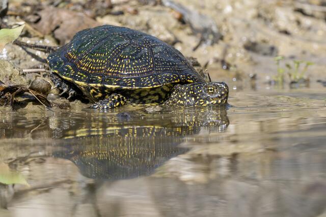 Nur eine intakte, sich natürlich fortpflanzende Population der Europäischen Sumpfschildkröte gibt es in Österreich. Diese lebt im Nationalpark Donau-Auen. | Foto: Daniel Zupanc/Tiergarten Schönbrunn