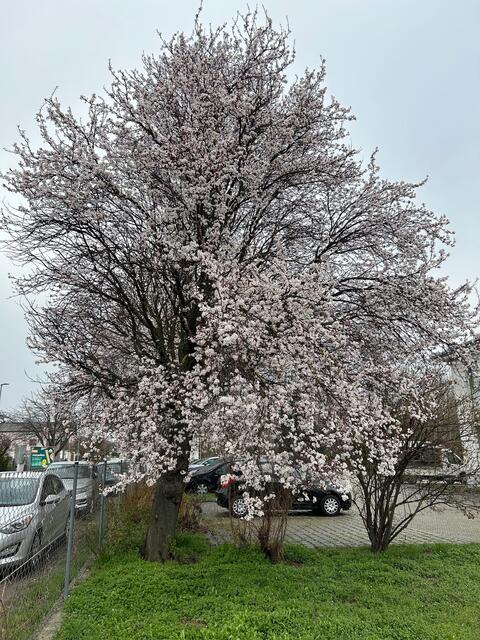 Baumblüte in Haindorf.