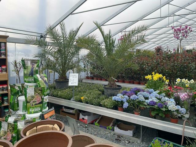 Ob Blüher oder immergrüne Stauden – in Mayers Gartenwelt wird jeder Garten- und Blumenfan fündig.