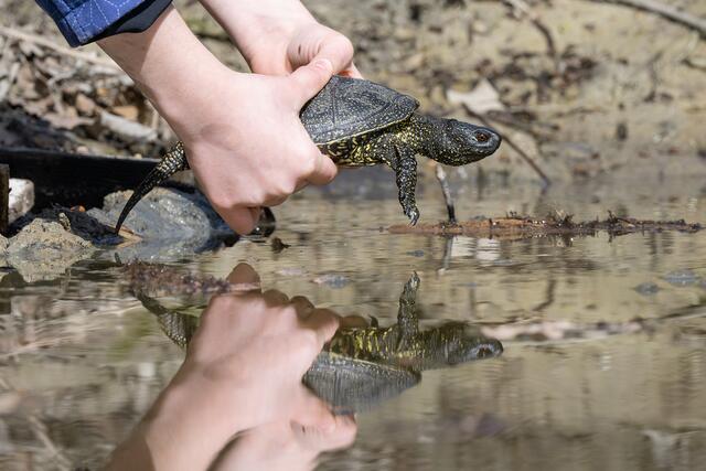 Nach dem "Winterurlaub" im Tiergarten Schönbrunn wurden die Sumpfschildkröten wieder in den Nationalpark Donau-Auen zurückgebracht. | Foto: Daniel Zupanc/Tiergarten Schönbrunn