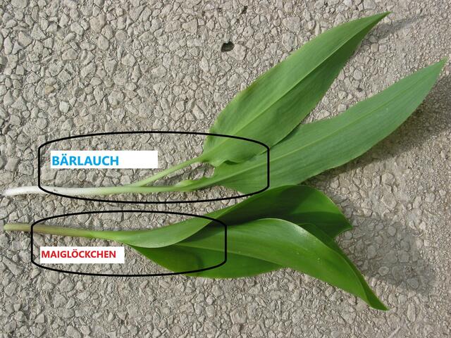 Unterschiede zwischen Bärlauch und Maiglöckchen. | Foto: Natur im Garten