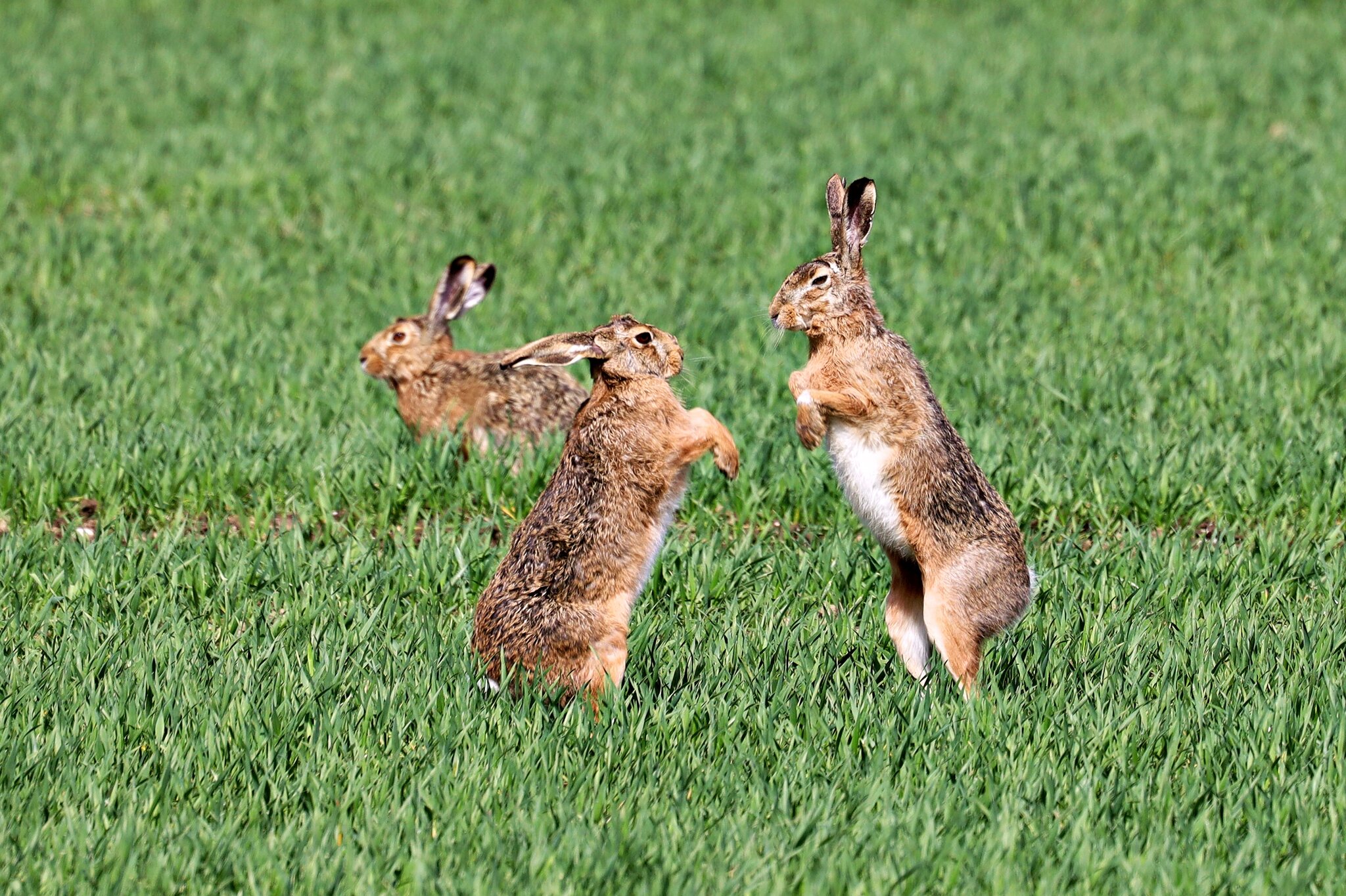„Bitte nicht angreifen“: Kleine „Osterhasen“ keinesfalls mitnehmen ...