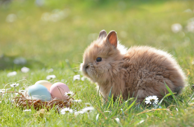 Zu Ostern gibt es auch im 23. Bezirk viele Angebote – wie die alljährliche Ostereier-Suche der ÖVP Liesing.  | Foto: Pixabay