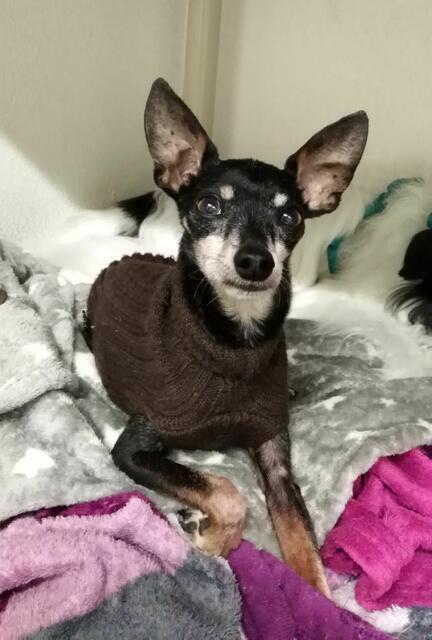 Der Pinscher Tyson sucht ein Zuhause im Tierheim Wels. | Foto: Tierheim Arche Wels