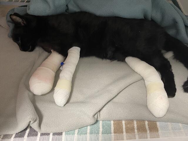 Ferdi auf der Krankenstation nach der ersten OP. | Foto: Karin Hofer