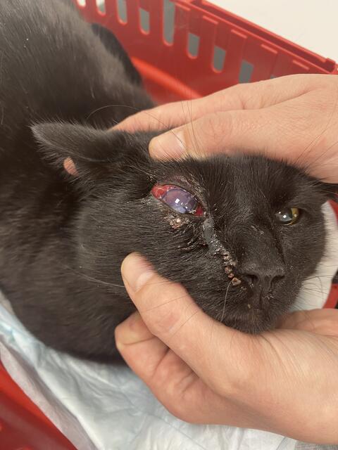 Simbas Auge bei der Erstversorgung. | Foto: Karin Hofer