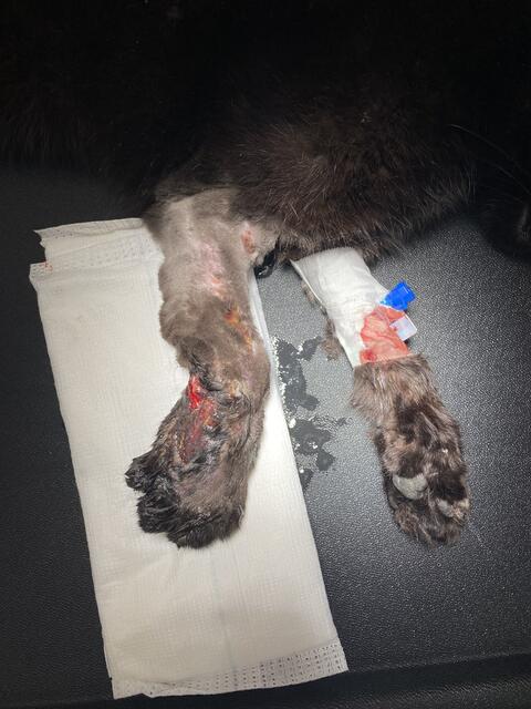 So wurde Kater Ferdi vorgefunden.  | Foto: Karin Hofer