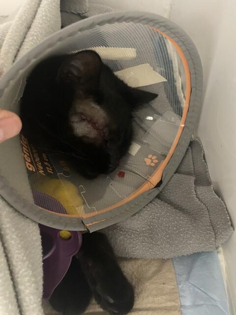 Die Katze Simba nach der Entfernung des Auges. | Foto: Karin Hofer