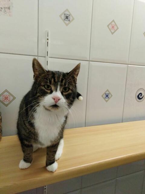 Die Katze Alaska hält ebenfalls in Wels ausschau nach einem Zuhause. | Foto: Tierheim Arche Wels