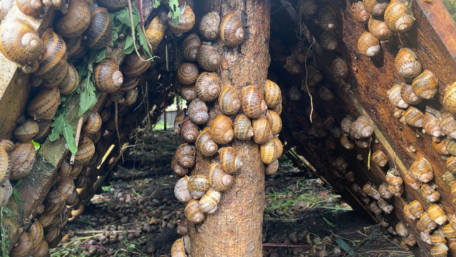Ein Bild aus besseren Tagen: Traxlers Mediterrane Weinbergschnecken auf den Schlafbrettern. Aktiv werden sie erst wenn es feucht und dunkel wird.  | Foto: Koidl