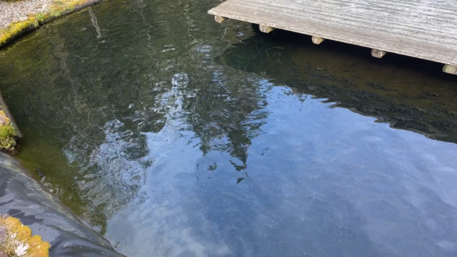 An die 50.000 Saiblinge finden sich in den Teichen vor dem Restaurant der Familie im frischen Pretulbachwasser.  | Foto: Koidl