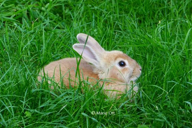 Osterhase im Gras
