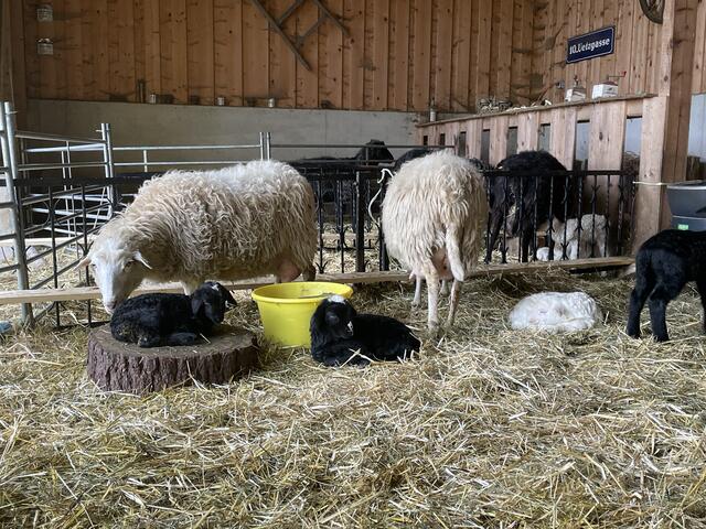 Ein Blick in den Stall, wo derzeit jeden Tag ein neues Leben das Licht der Welt erblickt: Familie Traxler züchtet auch Krainer Steinschafe – eine vom Aussterben bedrohte österreichische Schafrasse. | Foto: Koidl