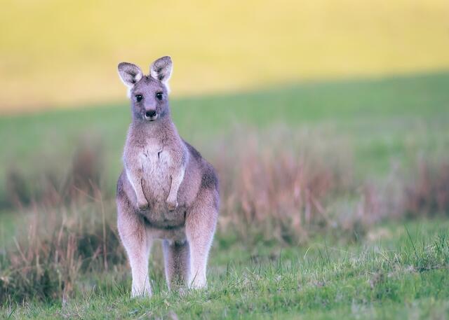 Zu Ostern hoppelt heuer ein Känguru durch Niederösterreich. | Foto: Pixabay
